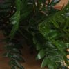 Pistach Bunch - Image 3