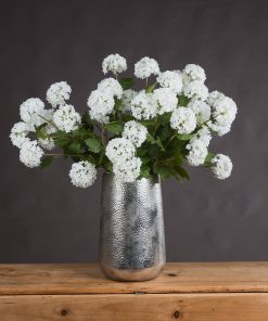 Viburnum Opulus