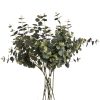 Eucalyptus Spray - Image 4