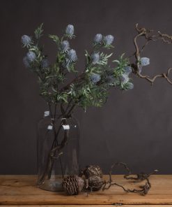 Eryngium Thistle