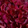 Autumn Ruby Hydrangea - Image 5