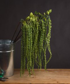 Green Amaranthus