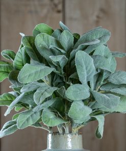Lambs Ear Spray