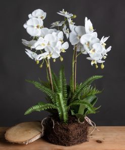 Large White Orchid And Fern Garden In Rootball