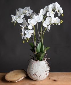White Orchid In Stone Pot