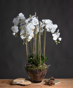 Large White Orchid In Glass Pot