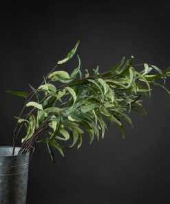 Eucalyptus Nicholii Spray