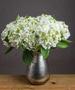 White Lace Cap Hydrangea