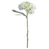 White Lace Cap Hydrangea - Image 3