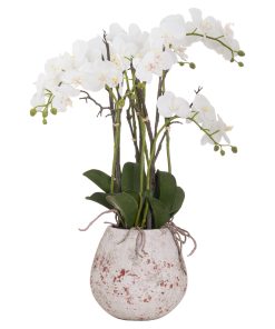 Large Stone Potted Orchid With Roots