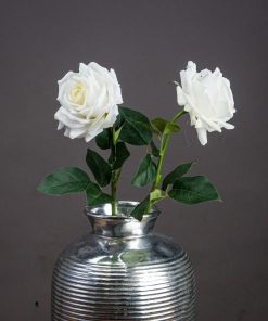 Large White Garden Rose