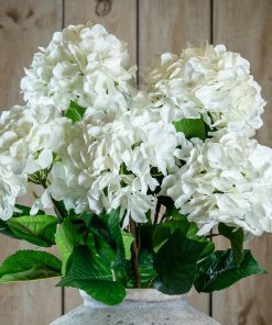 Single White Hydrangea