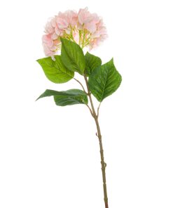 Single Pink Hydrangea