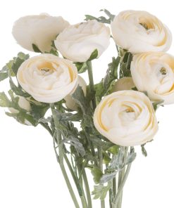 Soft Cream Ranunculus