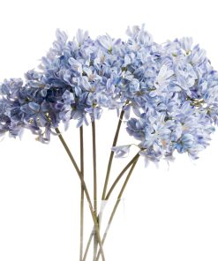 Light Blue Large Headed Agapanthus