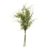 Asparagus Fern Bunch - Image 3