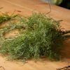 Asparagus Fern Bunch - Image 5