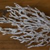 Snow Covered Branch - Image 2