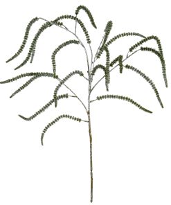 Festive Amaranthus