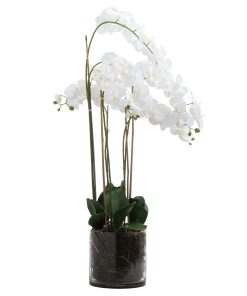 Large White Tall Orchid In Glass Pot