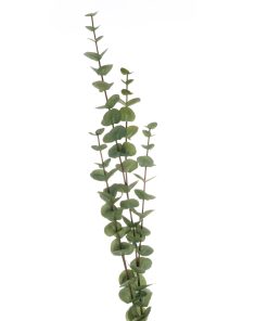 Large Cineraria Eucalyptus Spray