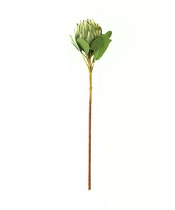 Large Green Protea