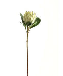 Large White Protea
