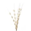 Bouquet Of Dried Thlaspi Arvense - Image 2