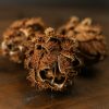 Bouquet Of Dried Protea - Image 3