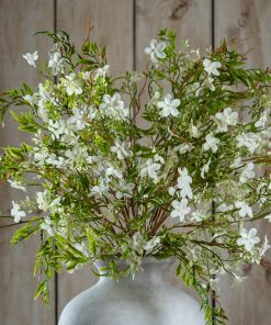 Italian White Bellflower