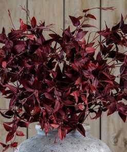 Ornamental Burgundy Leaf
