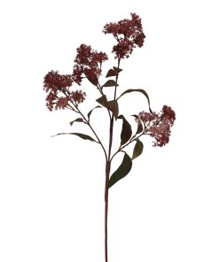 Medium Burgundy Smokebush Stem