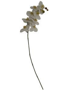 Tall White Butterfly Orchid Stem