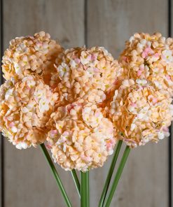 The Natural Garden Collection White & Apricot Allium