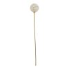 The Natural Garden Collection White Allium - Image 3