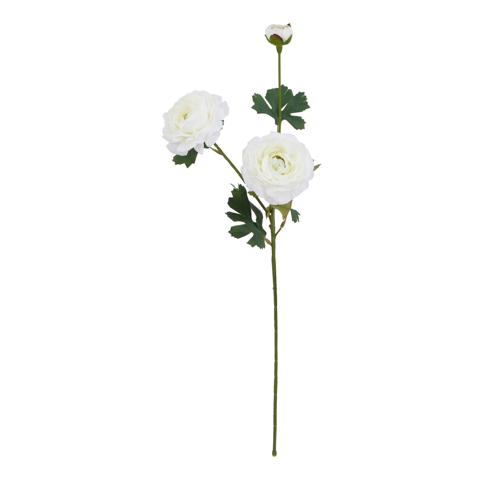 The Natural Garden Collection White Ranunculus - Image 3