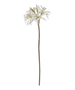 The Natural Garden Collection White Nerine Lily Stem
