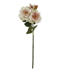 The Natural Garden Collection Palest Blush Tea Rose