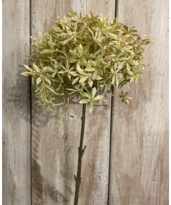 Green And Beige Allium