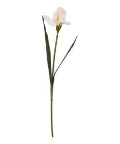 The Natural Garden Collection Pale Apricot Fringed Iris