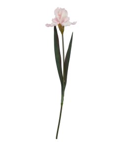 The Natural Garden Collection Pale Pink Fringed Iris