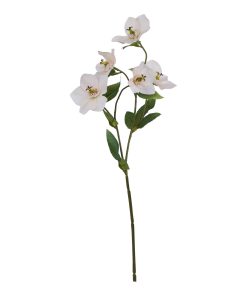 The Natural Garden Collection Pale Apricot Hellibore