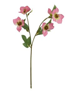 The Natural Garden Collection Pink Varigated Hellibore