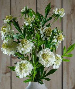 The Natural Garden Collection White Scabious Stem