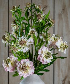 The Natural Garden Collection Pale Pink Scabious Stem