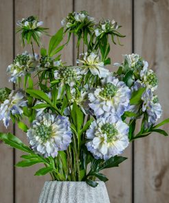 Pale Blue Scabious Stem