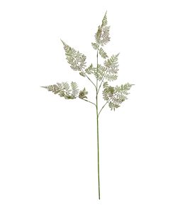 The Natural Garden Collection Large Bracken Fern Spray