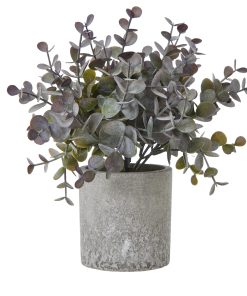 Small Eucalyptus Cinerea Plant In Grey Pot