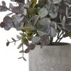 Small Eucalyptus Cinerea Plant In Grey Pot - Image 2
