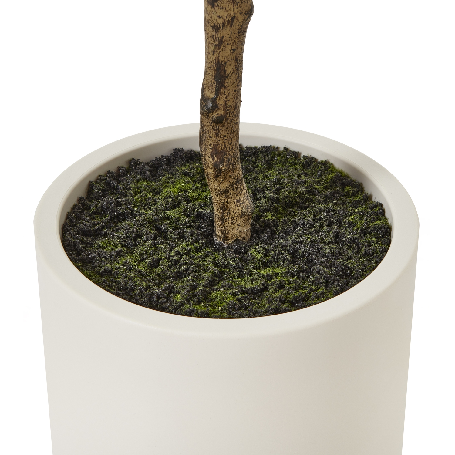 Apulia Olive Tree In White Pot 180Cm - Image 4